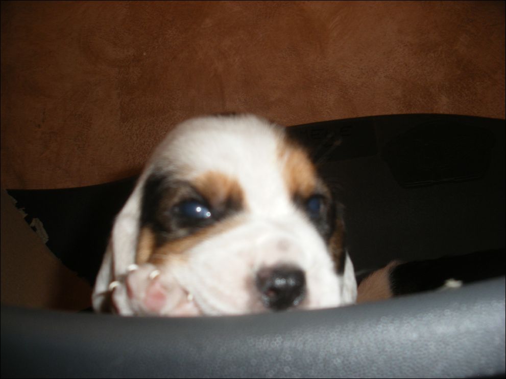 cuccioli amelie-47